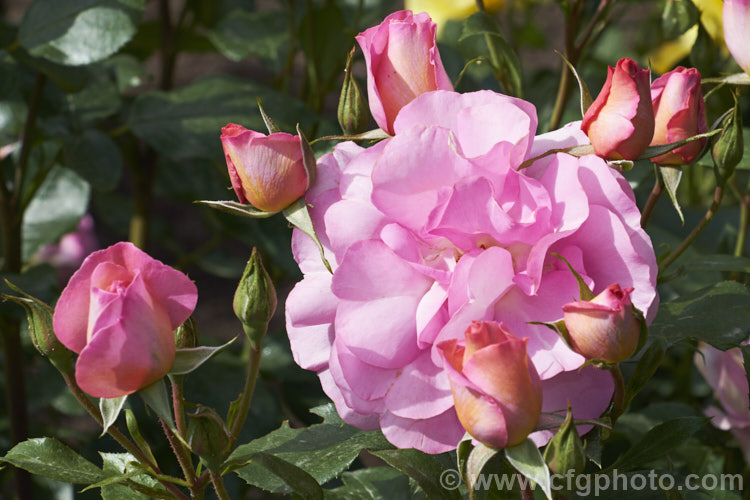 Rosa 'Pacific. Glory', a cluster-flowered (<i>Floribunda</i>) bush raised by Somerfield of New Zealand before 2004 and first introduced in Australia 2010 as 'So. In. Love'. It is a compact bush that produces massed colours of blooms in a distinctive lavender-pink shade. Order: Rosales, Family: Rosaceae