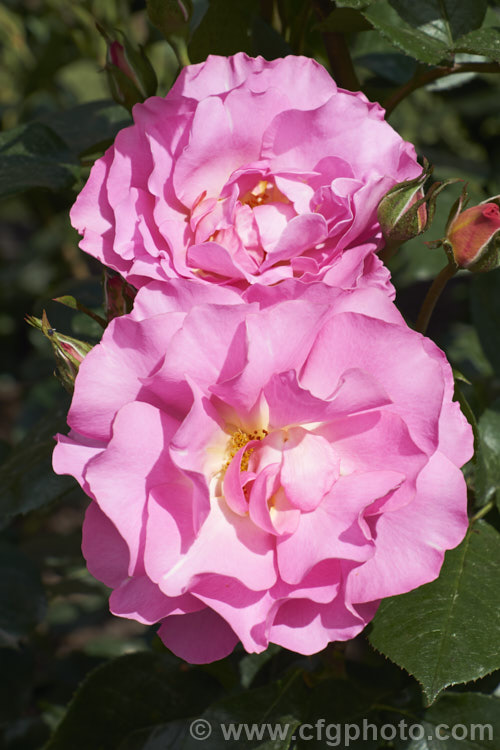 Rosa 'Pacific. Glory', a cluster-flowered (<i>Floribunda</i>) bush raised by Somerfield of New Zealand before 2004 and first introduced in Australia 2010 as 'So. In. Love'. It is a compact bush that produces massed colours of blooms in a distinctive lavender-pink shade. Order: Rosales, Family: Rosaceae