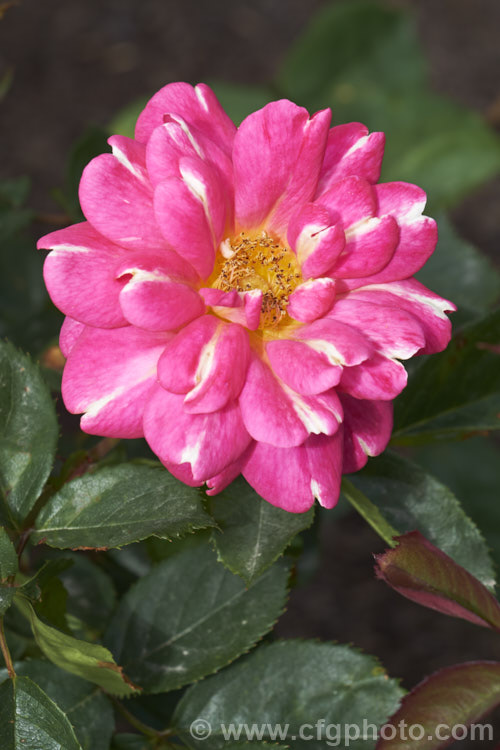 Rosa 'Art Nouveau' ('Roger. Lambelin' seedling</i>), a Floribunda shrub rose raised by James of England and introduced in 2009 by Warner. It is a compact bush with small, multi-coloured flowers. Order: Rosales, Family: Rosaceae