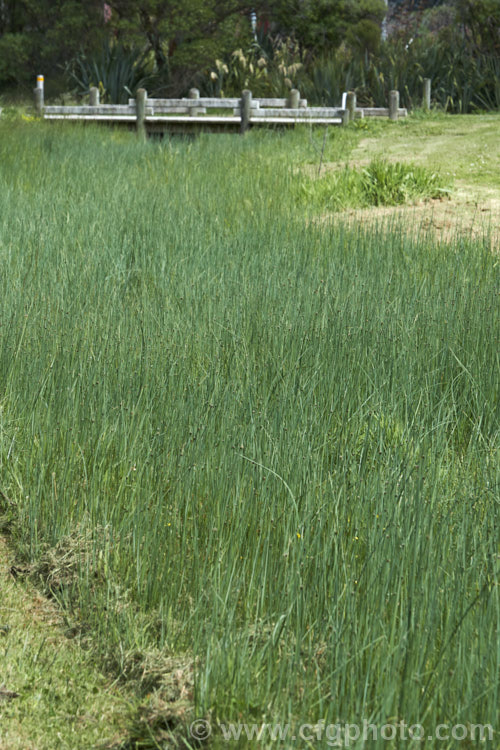 Common Threesquare or Threesquare. Bulrush (<i>Schoenoplectus pungens</i>), a perennial sedge found on the margins of ponds and slow streams across much of the temperate world. Its common name comes from the triangular cross-section of the stems and foliage. The flowerheads, which appear in summer, are also quite distinctive