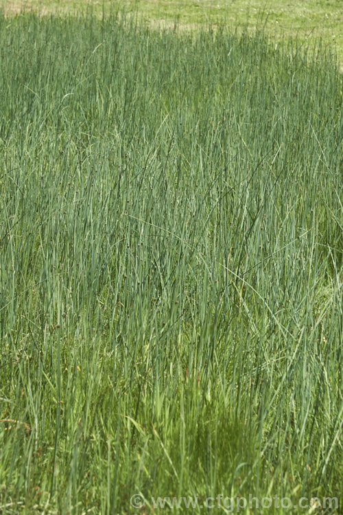 Common Threesquare or Threesquare. Bulrush (<i>Schoenoplectus pungens</i>), a perennial sedge found on the margins of ponds and slow streams across much of the temperate world. Its common name comes from the triangular cross-section of the stems and foliage. The flowerheads, which appear in summer, are also quite distinctive