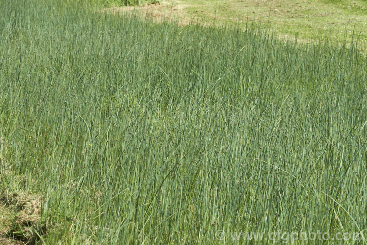 Common Threesquare or Threesquare. Bulrush (<i>Schoenoplectus pungens</i>), a perennial sedge found on the margins of ponds and slow streams across much of the temperate world. Its common name comes from the triangular cross-section of the stems and foliage. The flowerheads, which appear in summer, are also quite distinctive