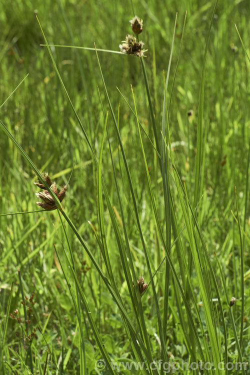 Common Threesquare or Threesquare. Bulrush (<i>Schoenoplectus pungens</i>), a perennial sedge found on the margins of ponds and slow streams across much of the temperate world. Its common name comes from the triangular cross-section of the stems and foliage. The flowerheads, which appear in summer, are also quite distinctive