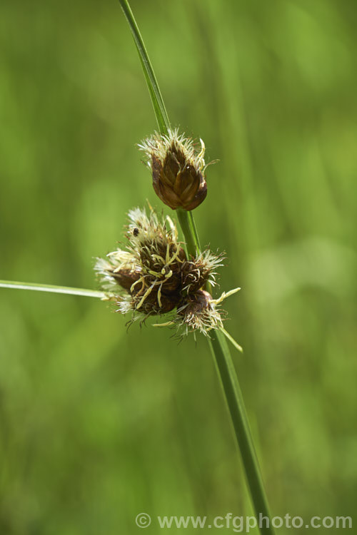 Common Threesquare or Threesquare. Bulrush (<i>Schoenoplectus pungens</i>), a perennial sedge found on the margins of ponds and slow streams across much of the temperate world. Its common name comes from the triangular cross-section of the stems and foliage. The flowerheads, which appear in summer, are also quite distinctive