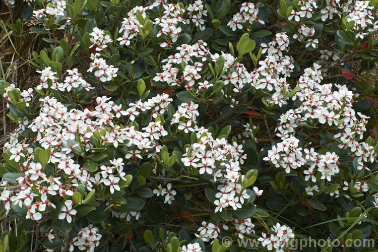 The flowers of Rhaphiolepis umbellata, an evergreen shrub native to Japan and Korea. The flowers are followed by small bluish-black berries