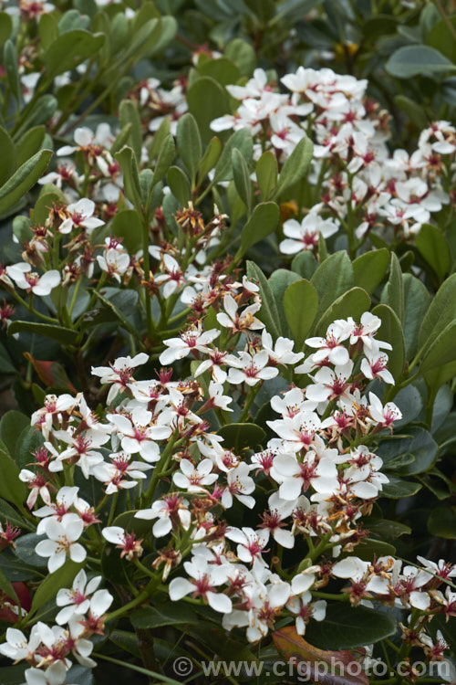 The flowers of Rhaphiolepis umbellata, an evergreen shrub native to Japan and Korea. The flowers are followed by small bluish-black berries