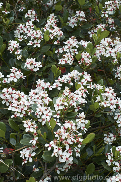 The flowers of Rhaphiolepis umbellata, an evergreen shrub native to Japan and Korea. The flowers are followed by small bluish-black berries