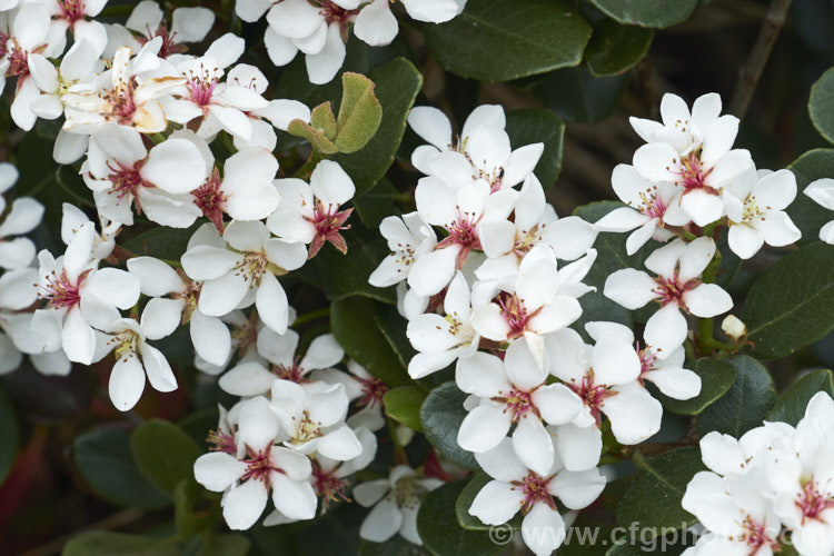 The flowers of Rhaphiolepis umbellata, an evergreen shrub native to Japan and Korea. The flowers are followed by small bluish-black berries