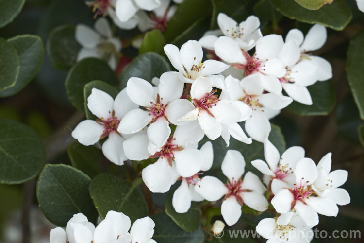 The flowers of Rhaphiolepis umbellata, an evergreen shrub native to Japan and Korea. The flowers are followed by small bluish-black berries