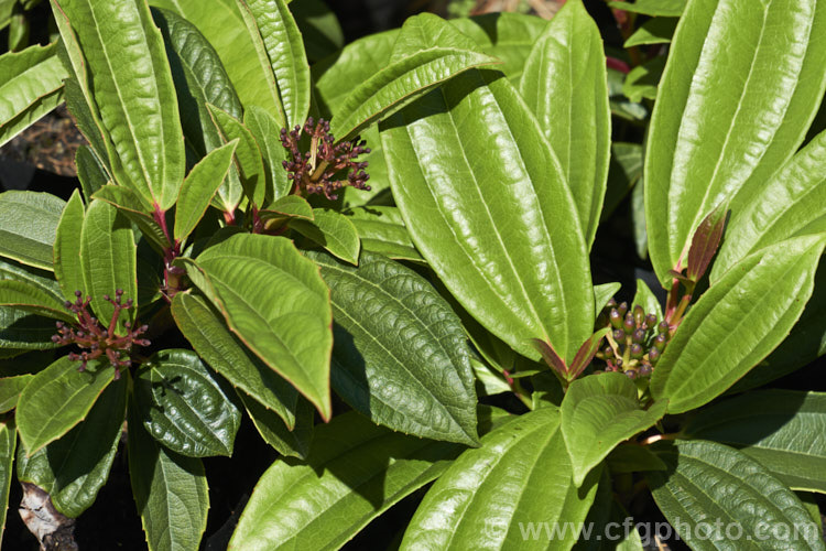 The lush spring foliage of Viburnum davidii, a 30cm-15m high, evergreen shrub native to western China. The metallic blue fruit is showy but only develops well if the heads of small, creamy white flowers are cross-pollinated. viburnum-2081htm'>Viburnum.. viburnum-2081htm'>Viburnum. <a href='adoxaceae-plant-family-photoshtml'>Adoxaceae</a>.