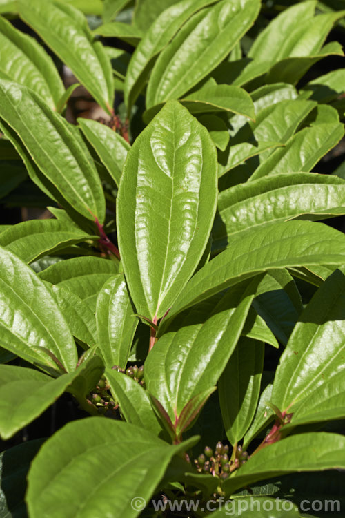 The lush spring foliage of Viburnum davidii, a 30cm-15m high, evergreen shrub native to western China. The metallic blue fruit is showy but only develops well if the heads of small, creamy white flowers are cross-pollinated. viburnum-2081htm'>Viburnum.. viburnum-2081htm'>Viburnum. <a href='adoxaceae-plant-family-photoshtml'>Adoxaceae</a>.