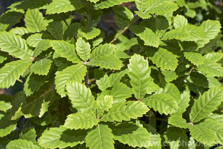 The spring foliage of a young Himalayan White Oak (<i>Quercus leucotrichophora</i>), a 10-24m high evergreen tree native to the Himalayan region. It produces an abundance of pointed elliptical acorns. Order: Fagales, Family: Fagaceae
