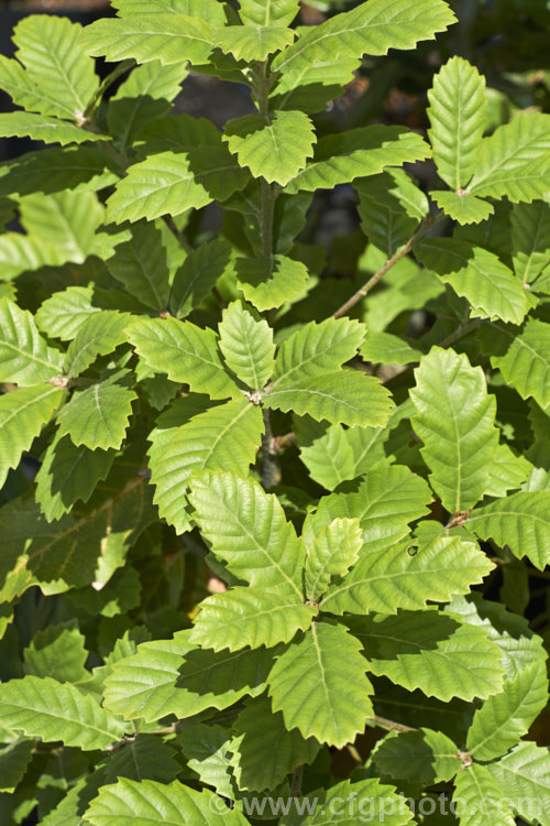 The spring foliage of a young Himalayan White Oak (<i>Quercus leucotrichophora</i>), a 10-24m high evergreen tree native to the Himalayan region. It produces an abundance of pointed elliptical acorns. Order: Fagales, Family: Fagaceae