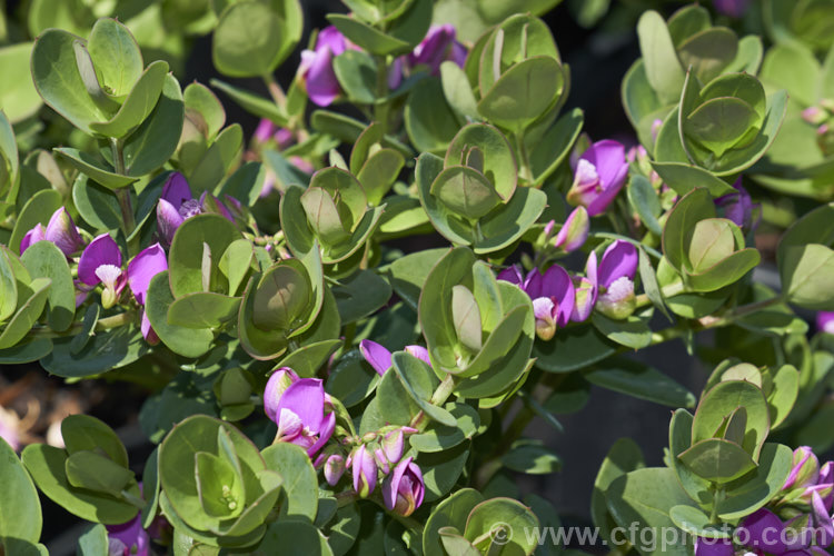 Polygala fruticosa 'Petite. Butterfly' (syn 'Mariposa'), a compact, heavy-flowering cultivar of an evergreen shrub native to South Africa. It grows to around 60cm high x 1m wide. Order: Fabales, Family: Polygalaceae