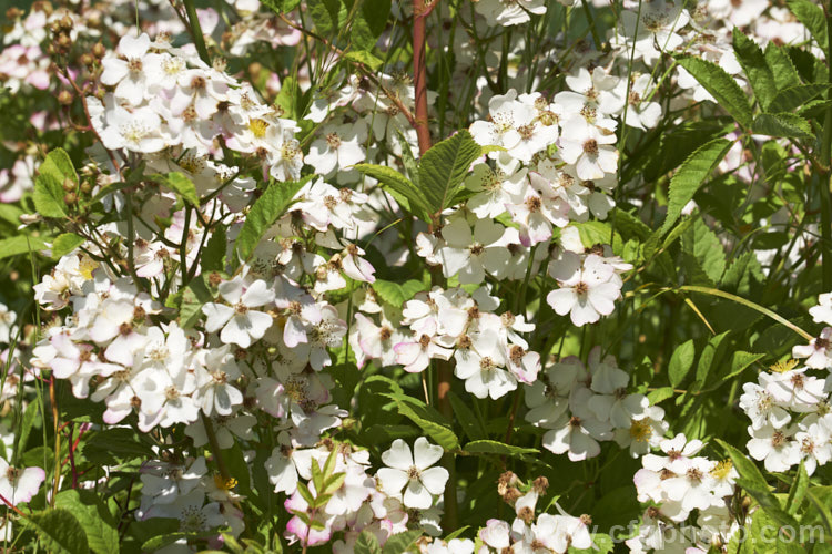 Rosa multiflora (syn. Rosa polyantha</i>), a vigorous, near-thornless and often near evergreen rose native to Japan, Korea and nearby parts of China. Rosa multiflora is not widely cultivated for its own sake but is one of the most popular rootstocks on which to bud hybrid roses. However, it can be invasive and is considered a noxious weed in some areas. Order: Rosales, Family: Rosaceae