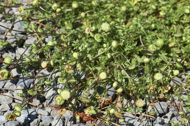Bindi Weed, Onehunga Weed, Burr Weed or Prickle. Weed (<i>Soliva sessilis</i>), an annual weed often found in lawns, where its spine tipped leaves and seeds can make walking bare-footed very unpleasant. The ferny foliage develops in spring, as do the inconspicuous flowerheads; it is a daisy. Originally native to South America, it is now widely naturalised and considered a weed.
