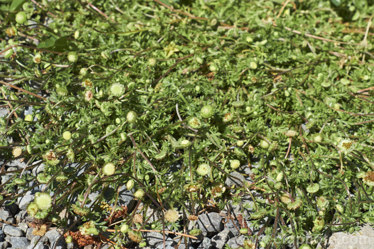Bindi Weed, Onehunga Weed, Burr Weed or Prickle. Weed (<i>Soliva sessilis</i>), an annual weed often found in lawns, where its spine tipped leaves and seeds can make walking bare-footed very unpleasant. The ferny foliage develops in spring, as do the inconspicuous flowerheads; it is a daisy. Originally native to South America, it is now widely naturalised and considered a weed.