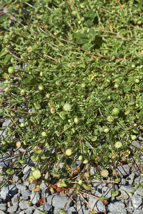 Bindi Weed, Onehunga Weed, Burr Weed or Prickle. Weed (<i>Soliva sessilis</i>), an annual weed often found in lawns, where its spine tipped leaves and seeds can make walking bare-footed very unpleasant. The ferny foliage develops in spring, as do the inconspicuous flowerheads; it is a daisy. Originally native to South America, it is now widely naturalised and considered a weed.