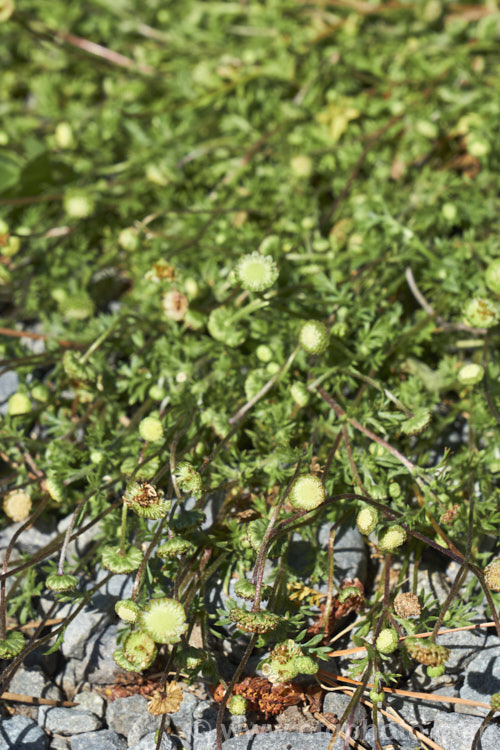 Bindi Weed, Onehunga Weed, Burr Weed or Prickle. Weed (<i>Soliva sessilis</i>), an annual weed often found in lawns, where its spine tipped leaves and seeds can make walking bare-footed very unpleasant. The ferny foliage develops in spring, as do the inconspicuous flowerheads; it is a daisy. Originally native to South America, it is now widely naturalised and considered a weed.