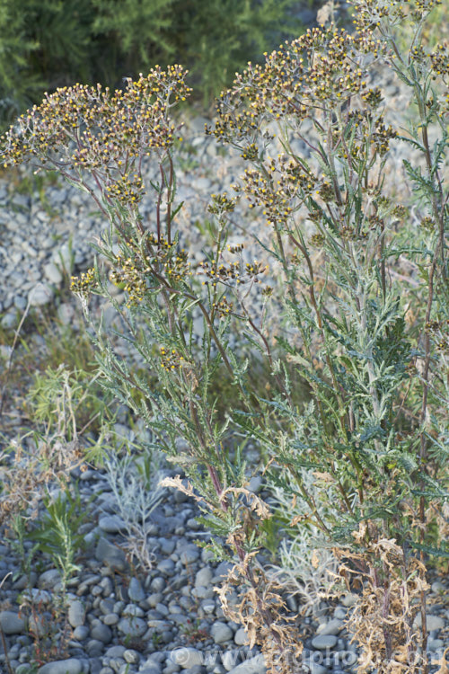 Cotton. Fireweed or Cotton. Burnweed (<i>Senecio quadridentatus</i>), a 40-100cm high perennial, often short-lived, with silvery, downy foliage and petalless flowerheads. It is native to Australia and New Zealand, including the Chatham Islands. It is often considered a weed, even in its native range. senecio-3303htm'>Senecio.