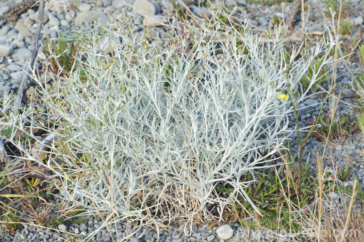 Cotton. Fireweed or Cotton. Burnweed (<i>Senecio quadridentatus</i>), a 40-100cm high perennial, often short-lived, with silvery, downy foliage and petalless flowerheads. It is native to Australia and New Zealand, including the Chatham Islands. It is often considered a weed, even in its native range. senecio-3303htm'>Senecio.