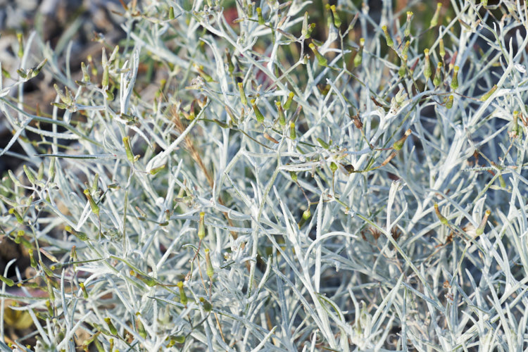 Cotton. Fireweed or Cotton. Burnweed (<i>Senecio quadridentatus</i>), a 40-100cm high perennial, often short-lived, with silvery, downy foliage and petalless flowerheads. It is native to Australia and New Zealand, including the Chatham Islands. It is often considered a weed, even in its native range. senecio-3303htm'>Senecio.
