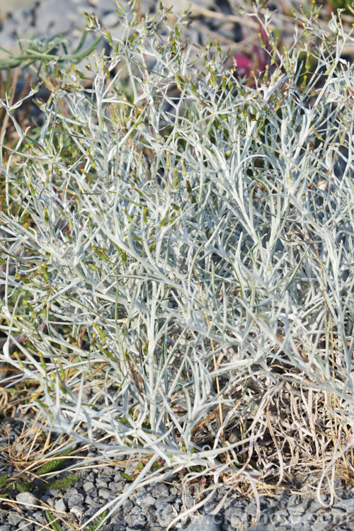 Cotton. Fireweed or Cotton. Burnweed (<i>Senecio quadridentatus</i>), a 40-100cm high perennial, often short-lived, with silvery, downy foliage and petalless flowerheads. It is native to Australia and New Zealand, including the Chatham Islands. It is often considered a weed, even in its native range. senecio-3303htm'>Senecio.