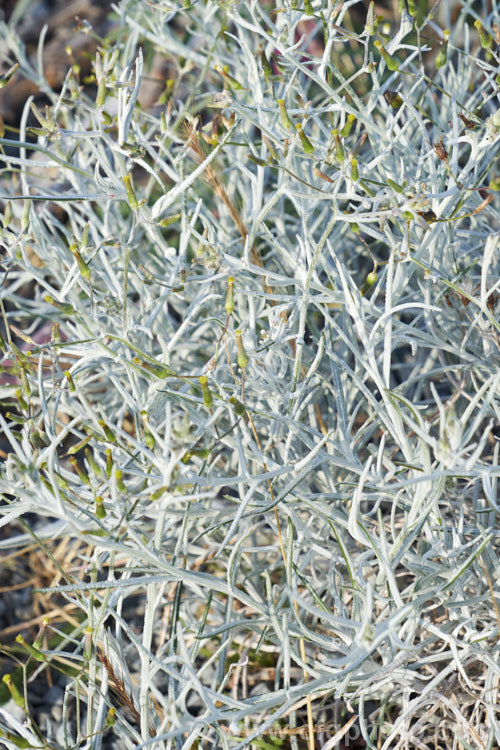 Cotton. Fireweed or Cotton. Burnweed (<i>Senecio quadridentatus</i>), a 40-100cm high perennial, often short-lived, with silvery, downy foliage and petalless flowerheads. It is native to Australia and New Zealand, including the Chatham Islands. It is often considered a weed, even in its native range. senecio-3303htm'>Senecio.