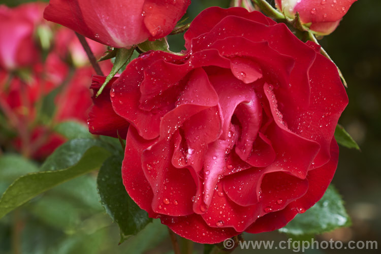 Rosa 'Wild Cherry' ('Anniversary' x 'Sky Tower'), a compact, heavy-flowering. Cluster-flowered (<i>Floribunda</i>) bush rose raised by Somerfield of New Zealand around 2009. Order: Rosales, Family: Rosaceae