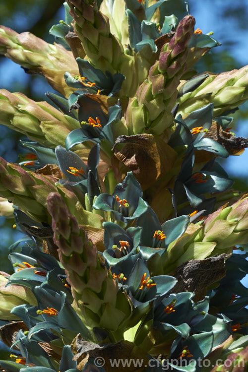 Puya berteroniana, a spectacularly coloured summer-flowering bromeliad native to central Chile. The flower spikes can grow to over 4m tall Most cultivated plants labelled. Puya alpestris are actually this species