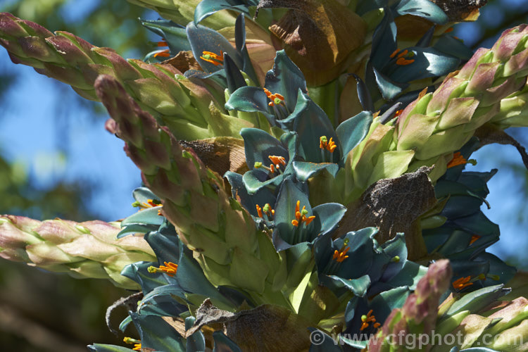 Puya berteroniana, a spectacularly coloured summer-flowering bromeliad native to central Chile. The flower spikes can grow to over 4m tall Most cultivated plants labelled. Puya alpestris are actually this species