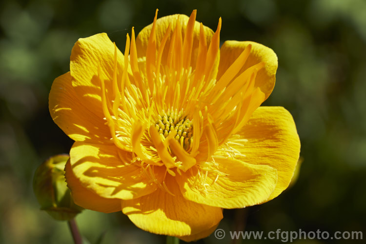 Globeflower (<i>Trollius europaeus</i>), a hardy, 80cm tall, spring- to early-summer-flowering perennial found over much of the northern temperate zone. trollius-3374htm'>Trollius.