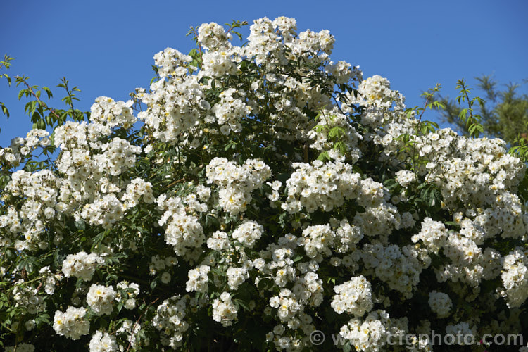 Rosa filipes 'Kiftsgate', a heavy-flowering, well-scented cultivar of a vigorous climbing rose species native to Western China. The parent species is typically around 5m high and wide but can grow to well over 9m in height and width. Order: Rosales, Family: Rosaceae