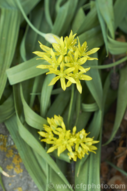 Oak. Creek. Triteleia or Lemmon's Star (<i>Triteleia lemmoniae</i>), a late spring- to early summer-flowering cormous perennial. This species is native to Arizona, where it occurs at elevations from 1500-2100m. The flower do not usually have striping. triteleia-2025htm'>Triteleia.
