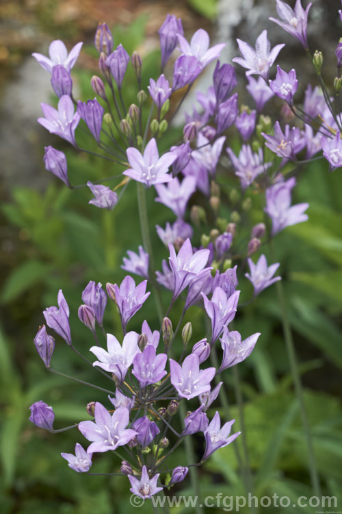Ithuriel's Spear, Grassnut or Triplet. Lily (<i>Triteleia laxa [syn. Brodiaea laxa]), a western North American summer-flowering corm with wiry flower stems topped with large heads of mauve to purple-blue flowers. The corms are said to be edible. triteleia-2025htm'>Triteleia.