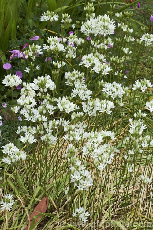 White Brodiaea, White Tripletlily or Fool's Onion (<i>Triteleia hyacinthina</i>), a late spring- to early summer-flowering bulb native to western North America. By the time the flowers are fully open, the foliage is usually drying off. triteleia-2025htm'>Triteleia.