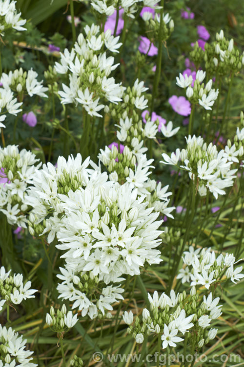 White Brodiaea, White Tripletlily or Fool's Onion (<i>Triteleia hyacinthina</i>), a late spring- to early summer-flowering bulb native to western North America. By the time the flowers are fully open, the foliage is usually drying off. triteleia-2025htm'>Triteleia.