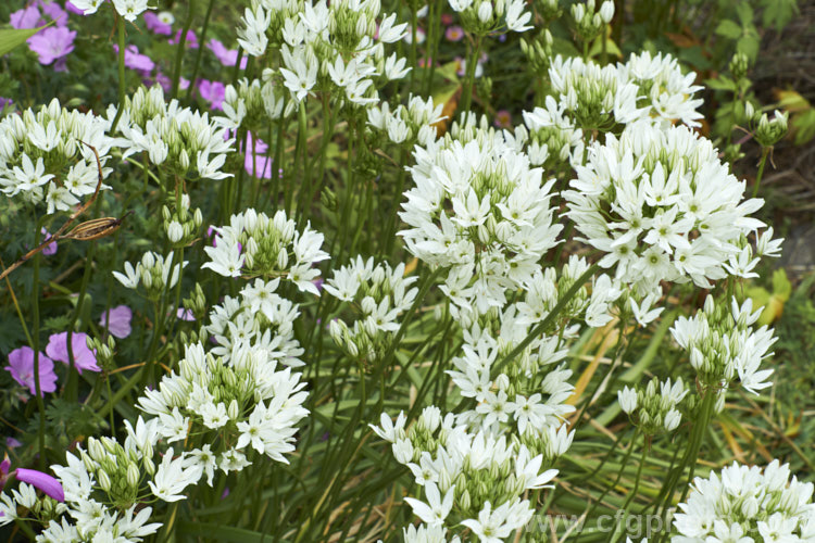 White Brodiaea, White Tripletlily or Fool's Onion (<i>Triteleia hyacinthina</i>), a late spring- to early summer-flowering bulb native to western North America. By the time the flowers are fully open, the foliage is usually drying off. triteleia-2025htm'>Triteleia.