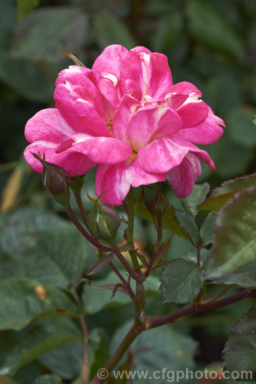 Rosa 'Art Nouveau' ('Roger. Lambelin' seedling</i>), a Floribunda shrub rose raised by James of England and introduced in 2009 by Warner. It is a compact bush with small, multi-coloured flowers. Order: Rosales, Family: Rosaceae