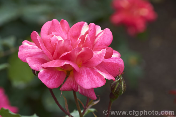 Rosa 'Art Nouveau' ('Roger. Lambelin' seedling</i>), a Floribunda shrub rose raised by James of England and introduced in 2009 by Warner. It is a compact bush with small, multi-coloured flowers. Order: Rosales, Family: Rosaceae