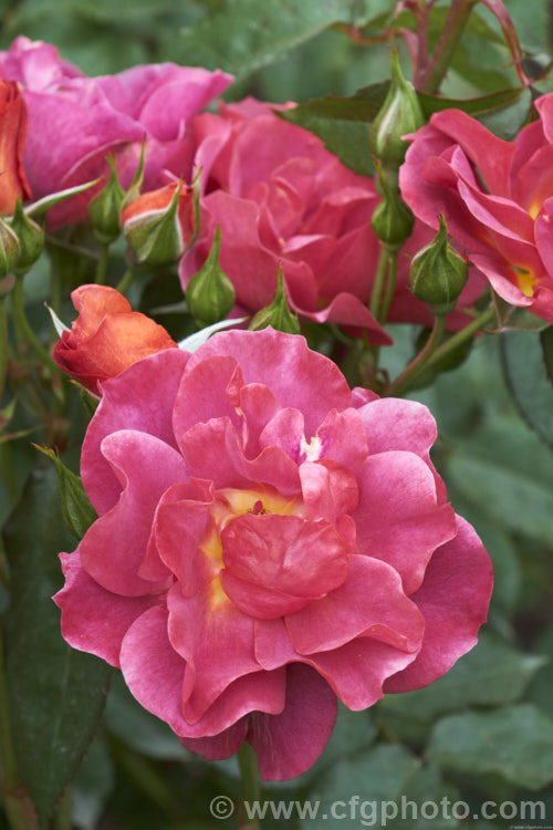 Rosa 'The Shire' ('Topsy. Turvy' x 'Julia Child'), a distinctively coloured. Floribunda rose raised by Tom. Carruth of the United. Stets and introduced in 2006. It is a compact plant that grows to around 12m high and wide. Also known as 'Celebration. Time' and 'Cinco de Mayo'. Order: Rosales, Family: Rosaceae