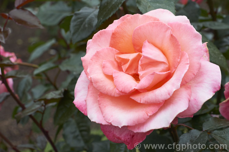 Rosa 'Paddy. Stephens' ('Solitaire' x seedling</i>), a medium-sized. Large-flowered (<i>Hybrid Tea</i>) bush raised by McGredy of New Zealand and introduced in 1991. Order: Rosales, Family: Rosaceae