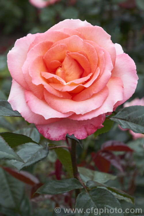Rosa 'Paddy. Stephens' ('Solitaire' x seedling</i>), a medium-sized. Large-flowered (<i>Hybrid Tea</i>) bush raised by McGredy of New Zealand and introduced in 1991. Order: Rosales, Family: Rosaceae