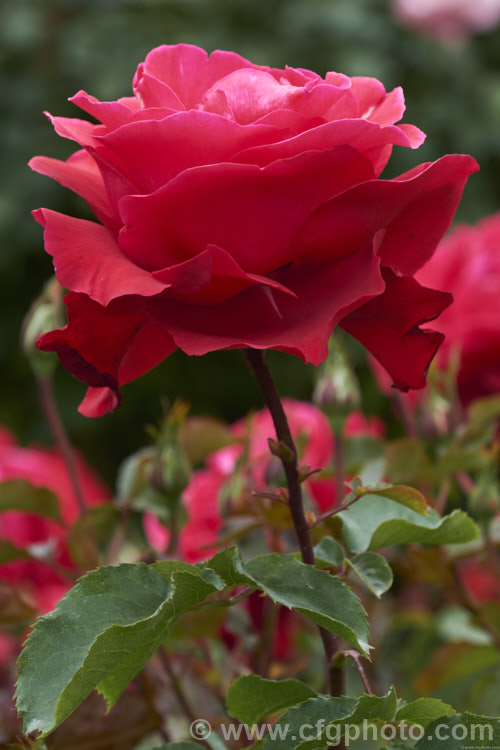 Rosa 'Waikato' ('Candella' x 'Auckland. Metro'), a 1-12m high. Large-flowered (<i>Hybrid Tea</i>) bush raised by McGredy of New Zealand and introduced in 1990. Order: Rosales, Family: Rosaceae