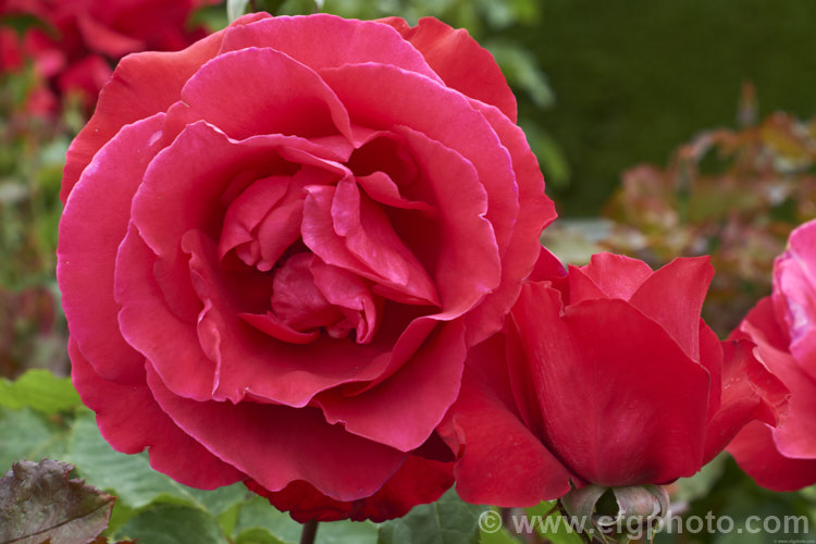 Rosa 'Waikato' ('Candella' x 'Auckland. Metro'), a 1-12m high. Large-flowered (<i>Hybrid Tea</i>) bush raised by McGredy of New Zealand and introduced in 1990. Order: Rosales, Family: Rosaceae