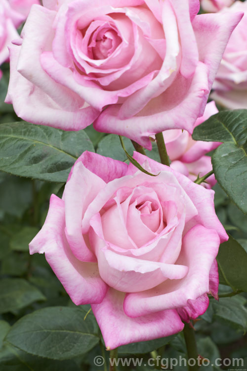 Rosa 'Silver Lining', ('Karl. Herbst' x 'Eden. Rose' seedling</i>), a Large-flowered (<i>Hybrid Tea</i>) bush rose raised by Dickson of the United Kingdom in 1958. The flowers are strongly scented. Order: Rosales, Family: Rosaceae