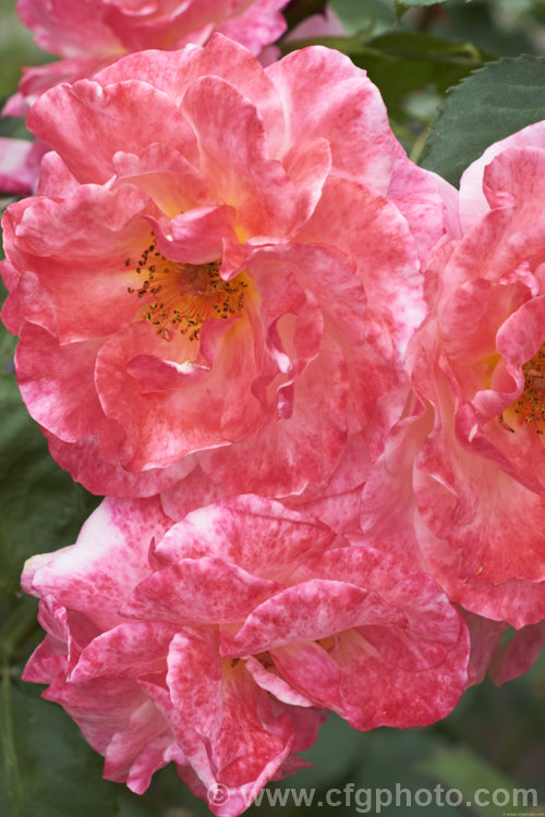 Rosa 'The Optimist' (syn 'Sweet Repose' ['Golden Rapture' x floribunda seedling]), a Floribunda shrub rose raised by de Ruiter of the Netherlands in 1955. The flowers are strongly scented and pass through several colour phases as they age. Order: Rosales, Family: Rosaceae