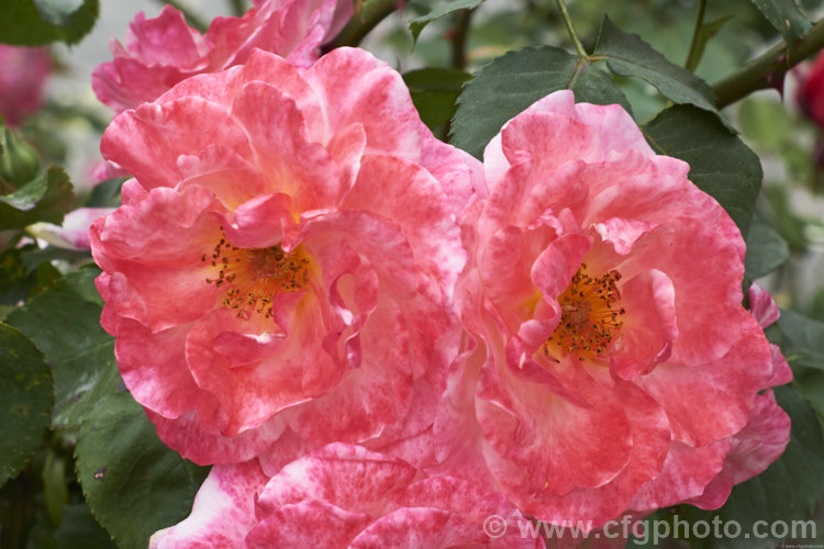 Rosa 'The Optimist' (syn 'Sweet Repose' ['Golden Rapture' x floribunda seedling]), a Floribunda shrub rose raised by de Ruiter of the Netherlands in 1955. The flowers are strongly scented and pass through several colour phases as they age. Order: Rosales, Family: Rosaceae