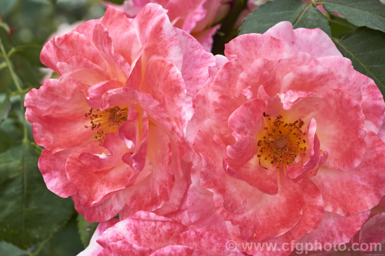Rosa 'The Optimist' (syn 'Sweet Repose' ['Golden Rapture' x floribunda seedling]), a Floribunda shrub rose raised by de Ruiter of the Netherlands in 1955. The flowers are strongly scented and pass through several colour phases as they age. Order: Rosales, Family: Rosaceae