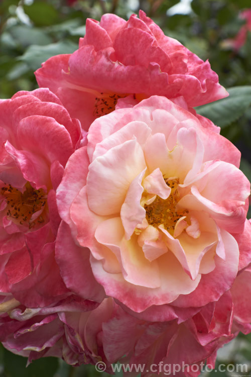 Rosa 'The Optimist' (syn 'Sweet Repose' ['Golden Rapture' x floribunda seedling]), a Floribunda shrub rose raised by de Ruiter of the Netherlands in 1955. The flowers are strongly scented and pass through several colour phases as they age. Order: Rosales, Family: Rosaceae